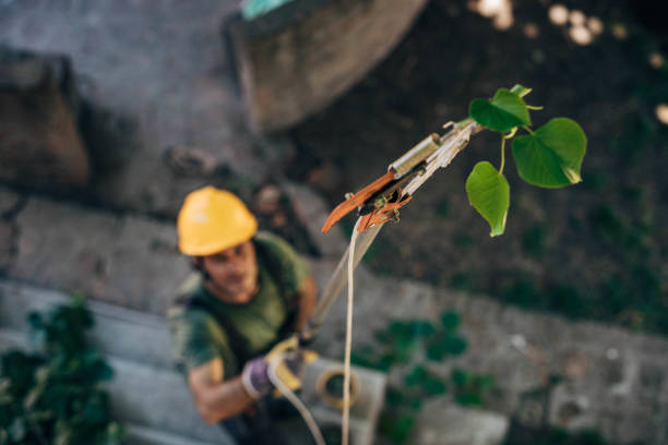 Tree and Shrub Care in Dundee, NY